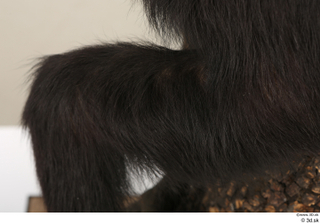 Chimpanzee Bonobo leg 0017.jpg